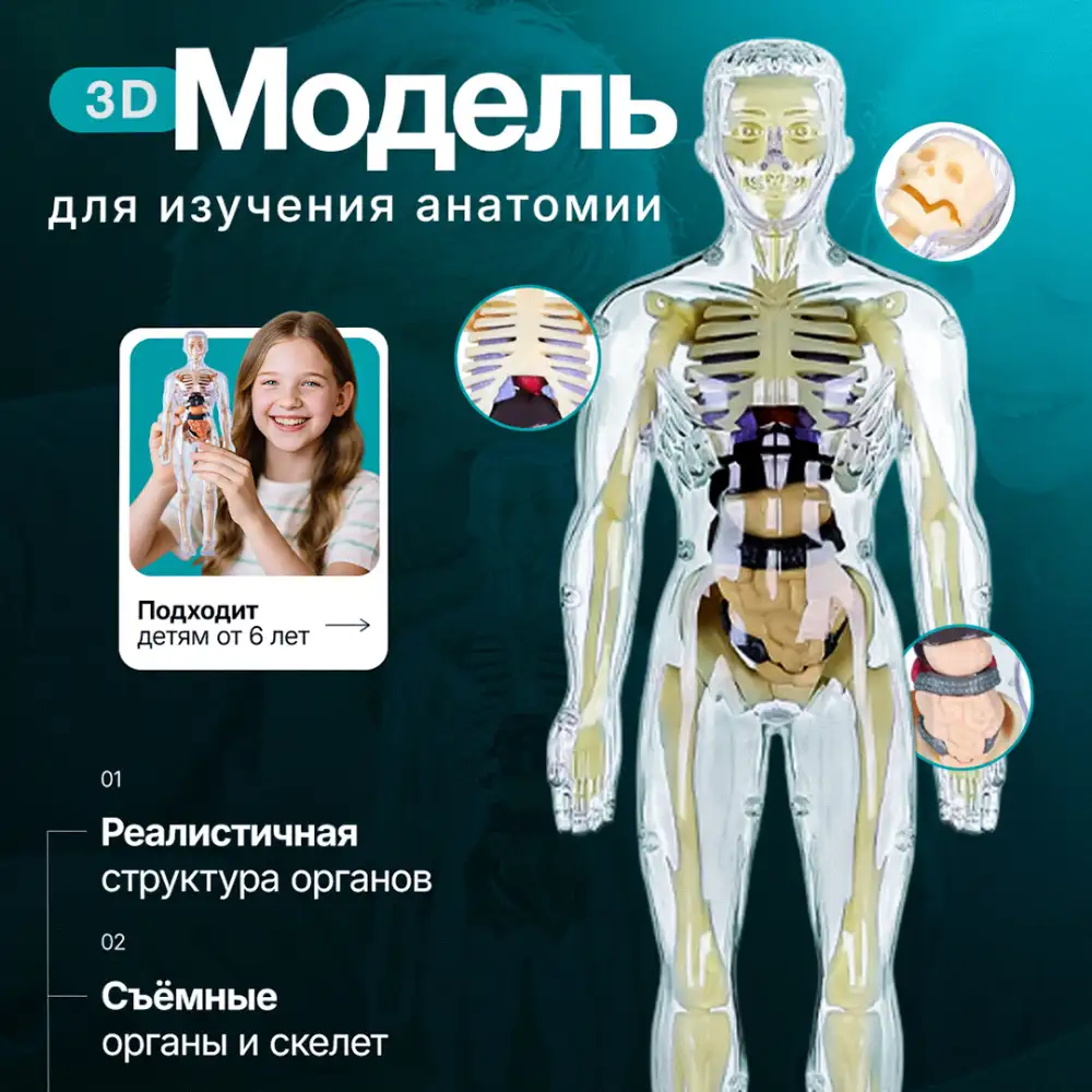 3D модель для изучения анатомии