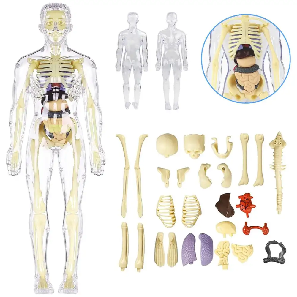Наглядно демонстрирует органы