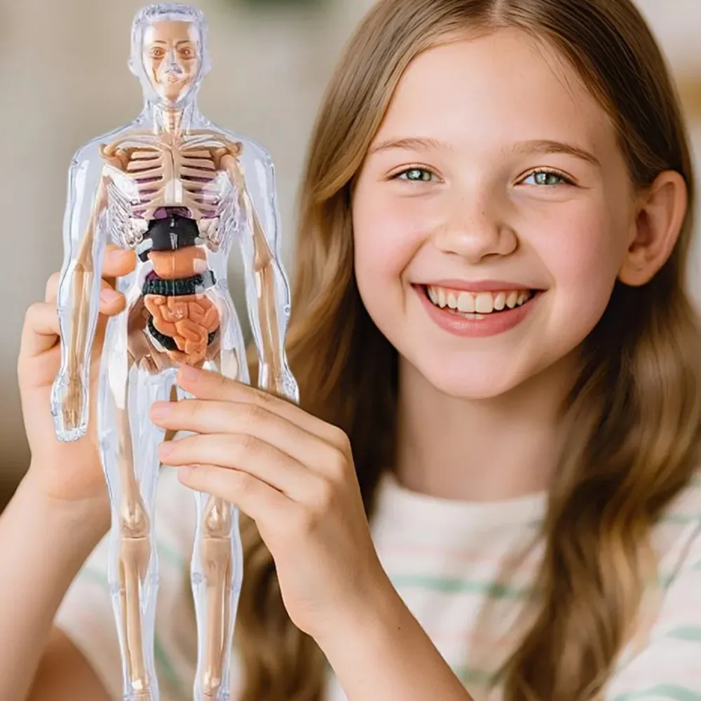 3D модель для изучения анатомии