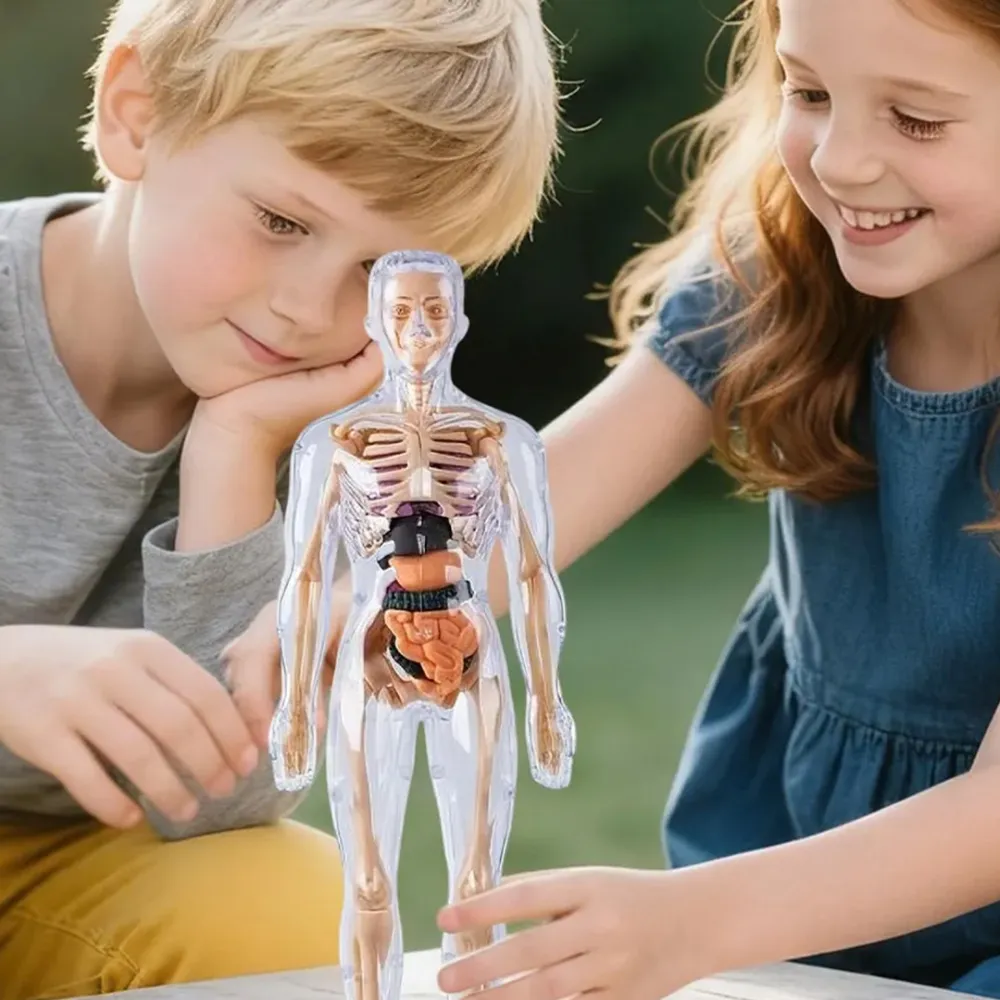 3D модель для изучения анатомии