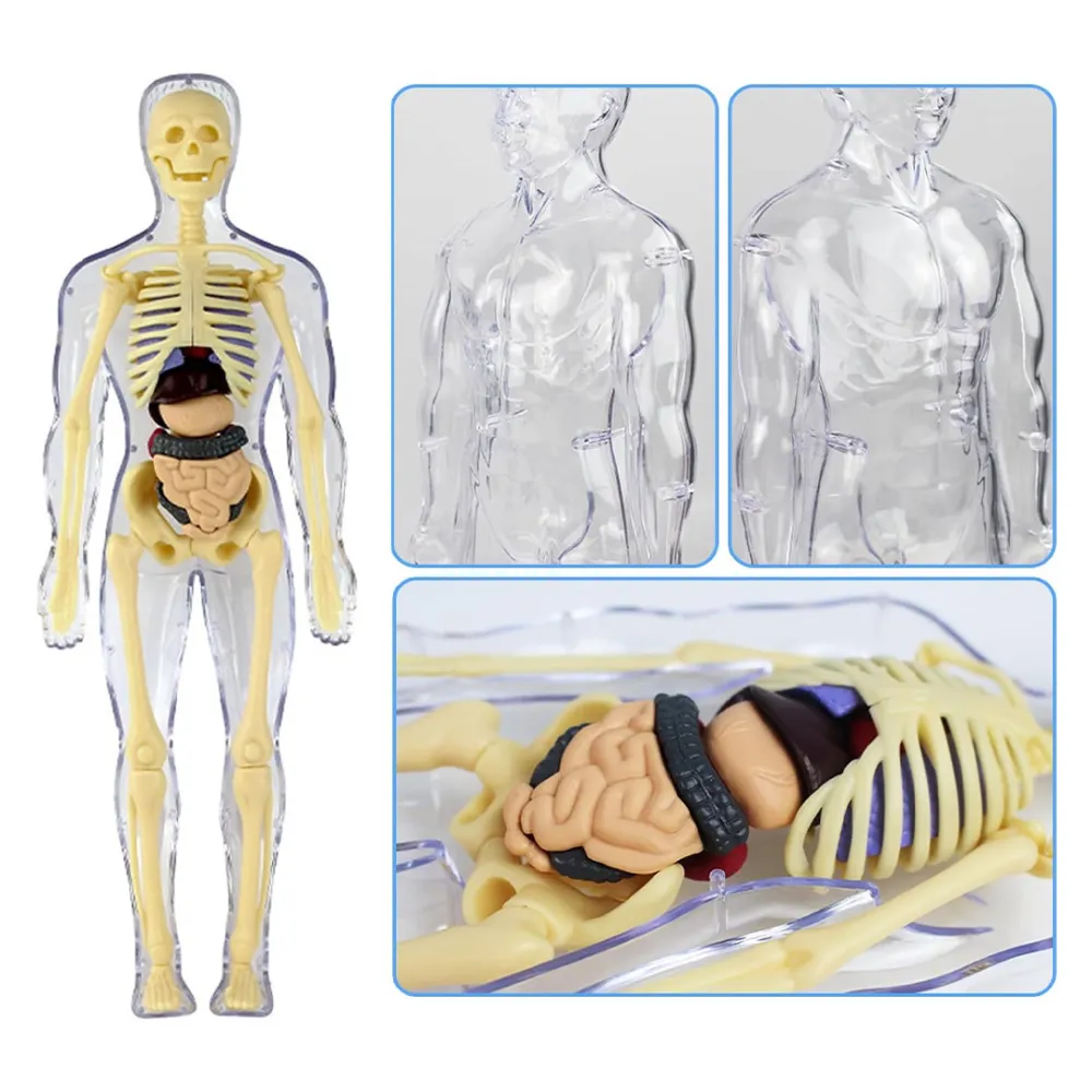 3D модель для изучения анатомии