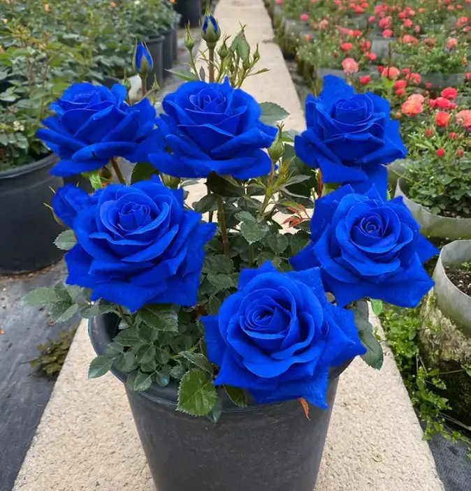 Фото товара: