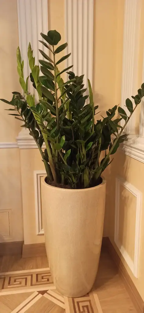 Фото товара: