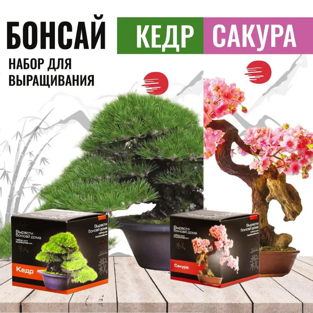 Набор для выращивания кедра и сакуры