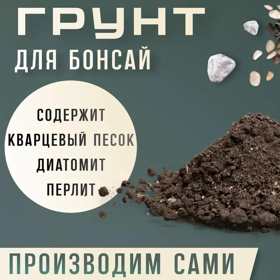 Набор для выращивания кедра