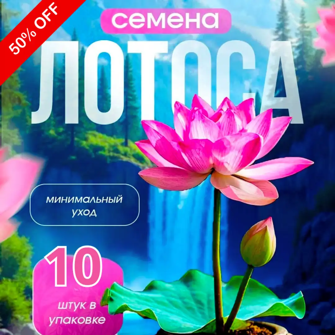 Лотос «Misteriya» – уникальный сорт, цветущий 4 раза в год! 