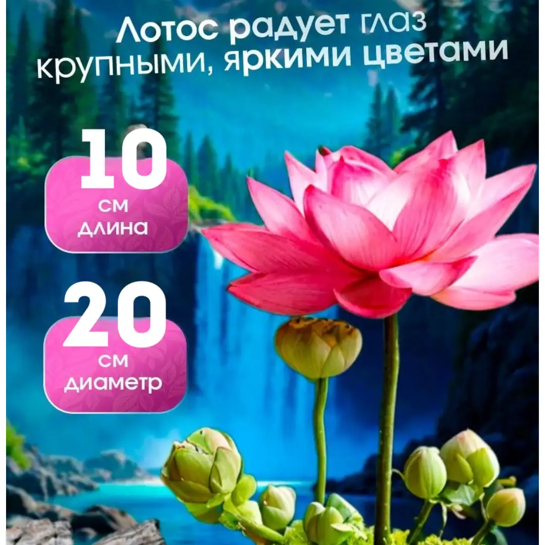 Способность цвести 4 раза в год