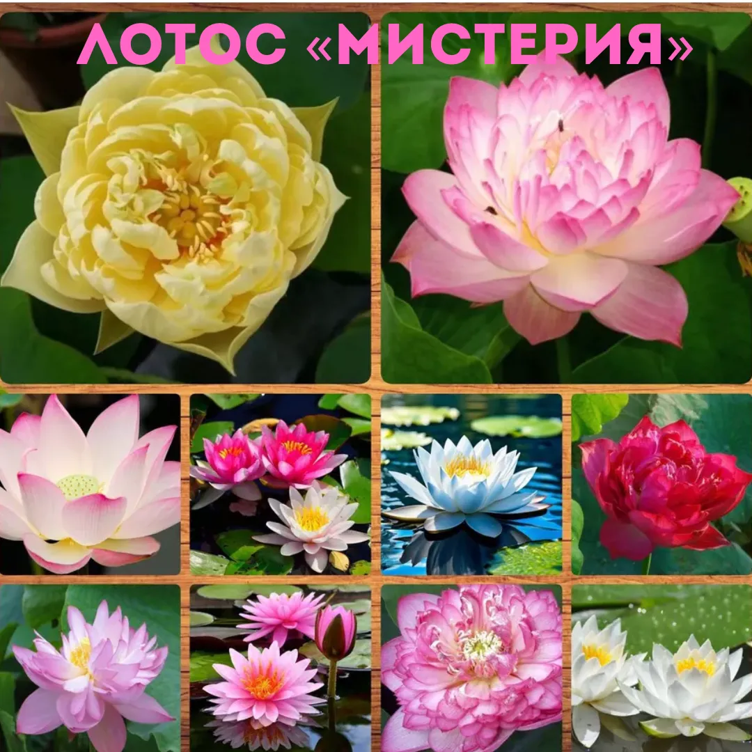 Семена лотоса