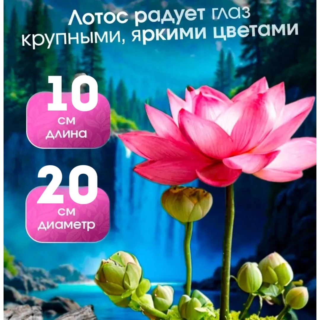 Семена лотоса