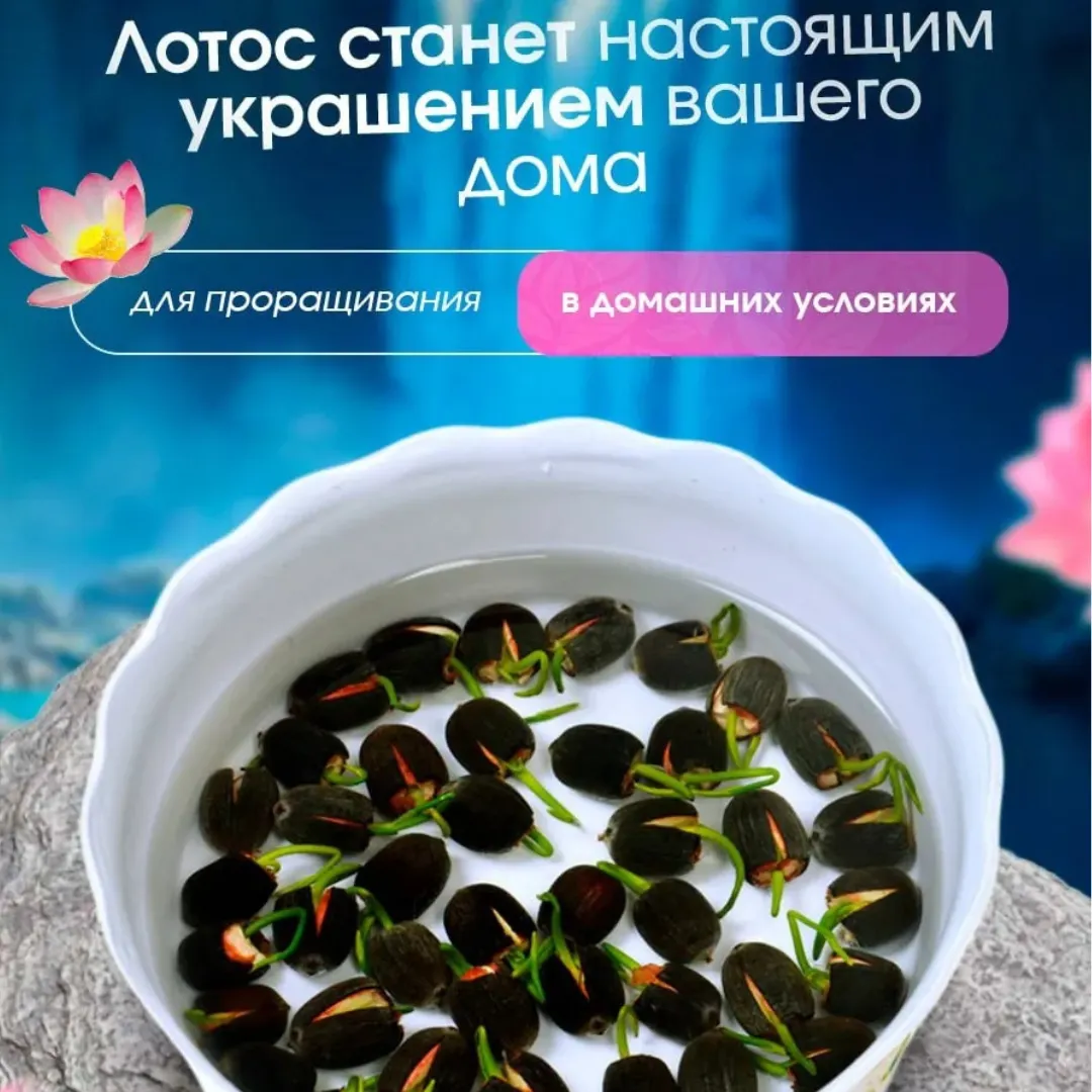 Семена лотоса